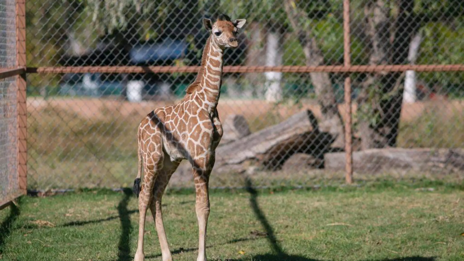 jirafa zoológico morelia 2